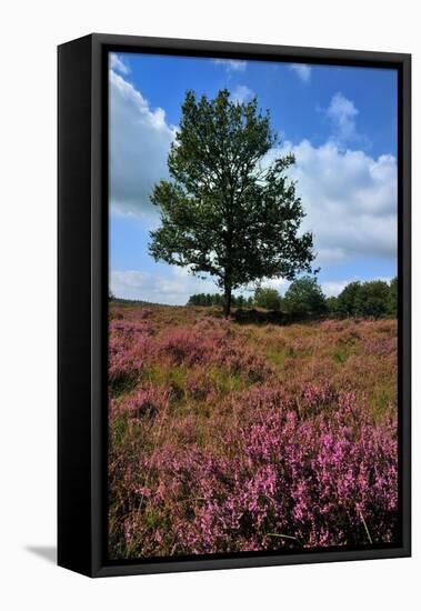 Meadows or Fields Full with Purple Heather-Ivonnewierink-Framed Stretched Canvas
