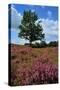 Meadows or Fields Full with Purple Heather-Ivonnewierink-Stretched Canvas