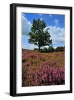 Meadows or Fields Full with Purple Heather-Ivonnewierink-Framed Premium Photographic Print