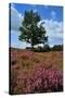 Meadows or Fields Full with Purple Heather-Ivonnewierink-Stretched Canvas