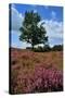 Meadows or Fields Full with Purple Heather-Ivonnewierink-Stretched Canvas