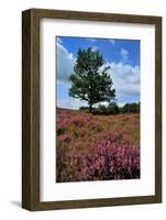 Meadows or Fields Full with Purple Heather-Ivonnewierink-Framed Photographic Print