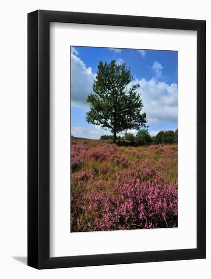 Meadows or Fields Full with Purple Heather-Ivonnewierink-Framed Photographic Print