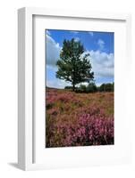 Meadows or Fields Full with Purple Heather-Ivonnewierink-Framed Photographic Print