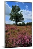 Meadows or Fields Full with Purple Heather-Ivonnewierink-Mounted Photographic Print