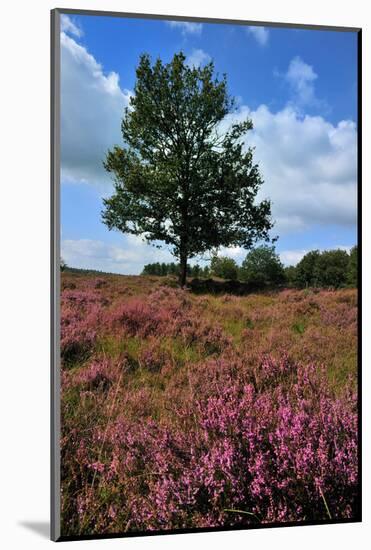 Meadows or Fields Full with Purple Heather-Ivonnewierink-Mounted Photographic Print