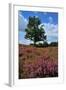 Meadows or Fields Full with Purple Heather-Ivonnewierink-Framed Photographic Print