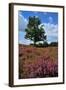 Meadows or Fields Full with Purple Heather-Ivonnewierink-Framed Photographic Print