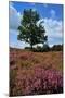 Meadows or Fields Full with Purple Heather-Ivonnewierink-Mounted Photographic Print