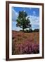 Meadows or Fields Full with Purple Heather-Ivonnewierink-Framed Photographic Print