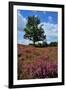 Meadows or Fields Full with Purple Heather-Ivonnewierink-Framed Photographic Print