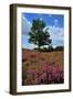 Meadows or Fields Full with Purple Heather-Ivonnewierink-Framed Photographic Print