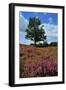 Meadows or Fields Full with Purple Heather-Ivonnewierink-Framed Photographic Print