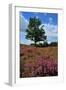 Meadows or Fields Full with Purple Heather-Ivonnewierink-Framed Photographic Print