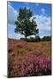 Meadows or Fields Full with Purple Heather-Ivonnewierink-Mounted Photographic Print