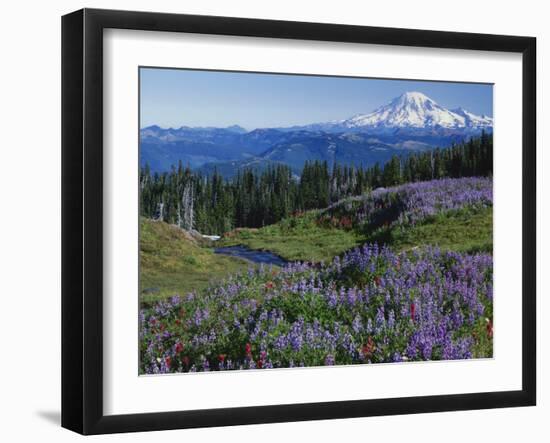 Meadows with Mt. Rainier in distance, Washington Mt. Adams Wilderness, USA-Charles Gurche-Framed Premium Photographic Print