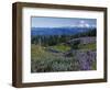 Meadows with Mt. Rainier in distance, Washington Mt. Adams Wilderness, USA-Charles Gurche-Framed Photographic Print