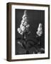 Meadowsweet-null-Framed Photographic Print