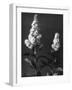 Meadowsweet-null-Framed Photographic Print