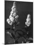 Meadowsweet-null-Mounted Photographic Print