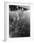 Meadowsweet-null-Framed Photographic Print
