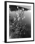 Meadowsweet-null-Framed Photographic Print