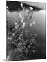 Meadowsweet-null-Mounted Photographic Print