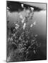 Meadowsweet-null-Mounted Photographic Print