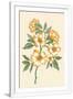 Gramercy White