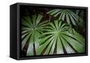 Canvas Black