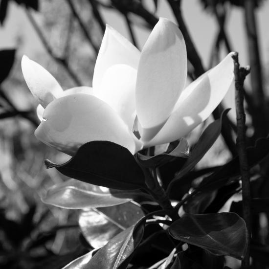 Photo, , large