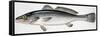 Meagre or Shade-Fish (Argyrosomus Regius), Sciaenidae-null-Framed Stretched Canvas