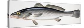 Meagre or Shade-Fish (Argyrosomus Regius), Sciaenidae-null-Stretched Canvas