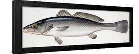 Meagre or Shade-Fish (Argyrosomus Regius), Sciaenidae-null-Framed Giclee Print