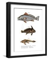 Meagre-null-Framed Giclee Print