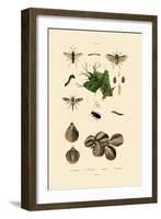 Mealworm Beetle, 1833-39-null-Framed Giclee Print