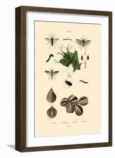 Mealworm Beetle, 1833-39-null-Framed Giclee Print