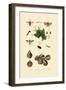 Mealworm Beetle, 1833-39-null-Framed Giclee Print