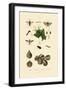 Mealworm Beetle, 1833-39-null-Framed Giclee Print