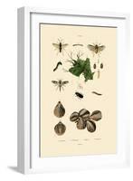 Mealworm Beetle, 1833-39-null-Framed Giclee Print