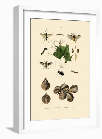 Mealworm Beetle, 1833-39-null-Framed Giclee Print