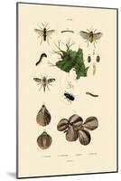 Mealworm Beetle, 1833-39-null-Mounted Giclee Print