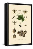 Mealworm Beetle, 1833-39-null-Framed Stretched Canvas