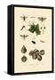 Mealworm Beetle, 1833-39-null-Framed Stretched Canvas