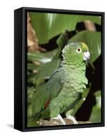 Mealy Amazon Parrot-Lynn M. Stone-Framed Stretched Canvas