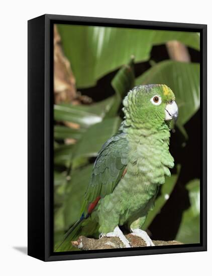 Mealy Amazon Parrot-Lynn M. Stone-Framed Stretched Canvas