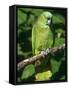 Mealy Amazon Parrot-Lynn M. Stone-Framed Stretched Canvas