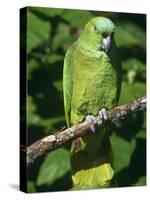 Mealy Amazon Parrot-Lynn M. Stone-Stretched Canvas