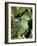 Mealy Amazon Parrot-Lynn M. Stone-Framed Photographic Print