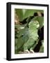 Mealy Amazon Parrot-Lynn M. Stone-Framed Photographic Print